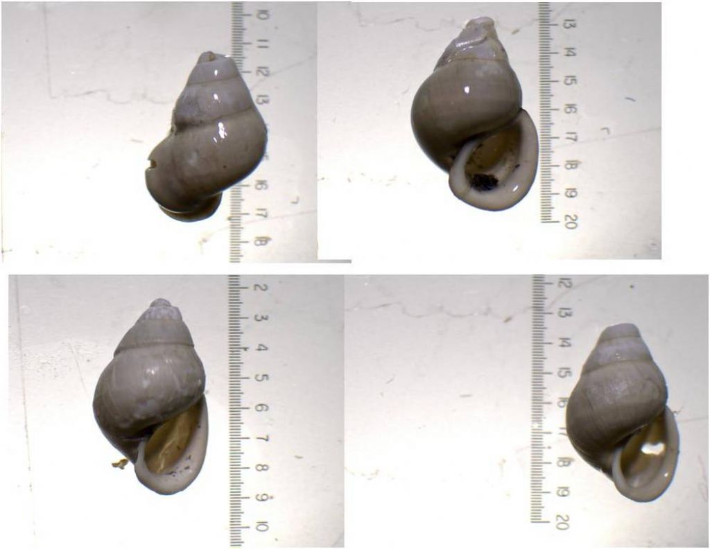 Aiuto per identificazione specie di gasteropodi.